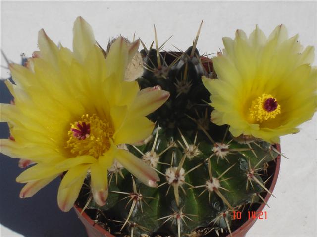 Notocactus submammulosus 