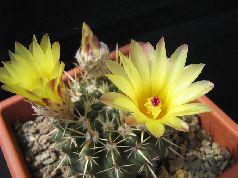 Parodia submammulosa 