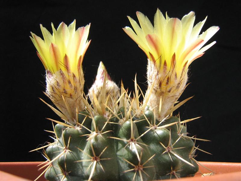 Parodia submammulosa 