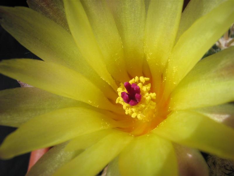 Parodia submammulosa 