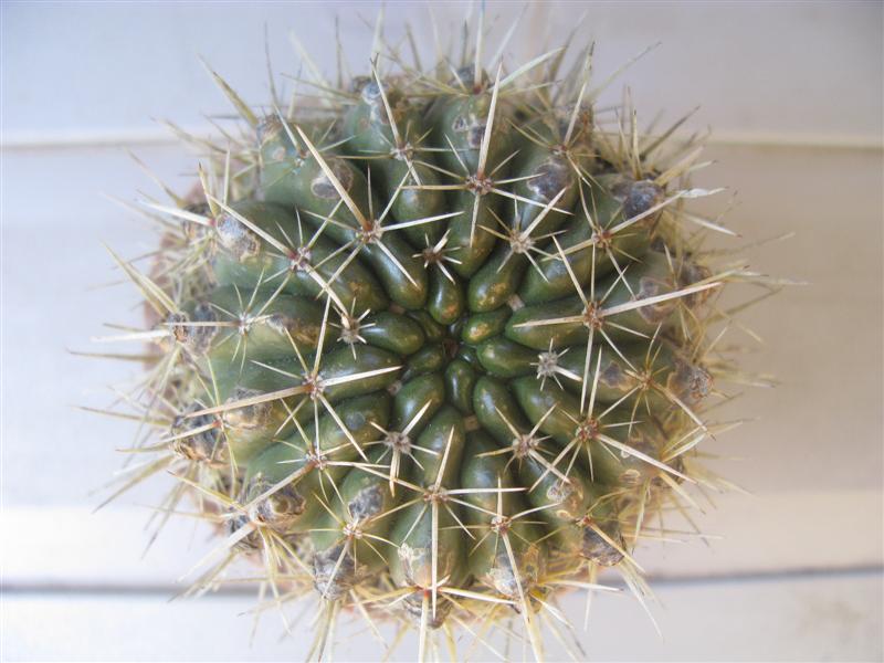 Notocactus submammulosus 