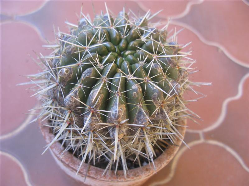 Notocactus submammulosus 