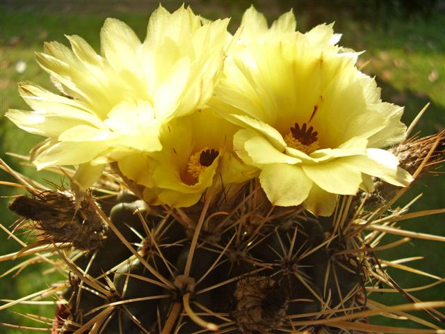 Notocactus turecekianus 