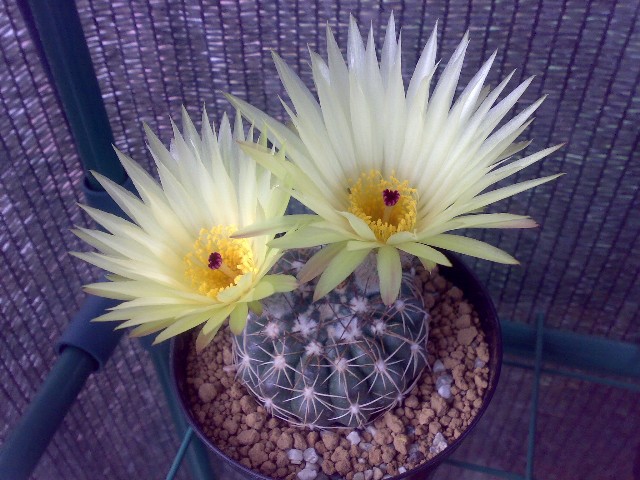 Notocactus uebelmannianus v. flaviflorus 