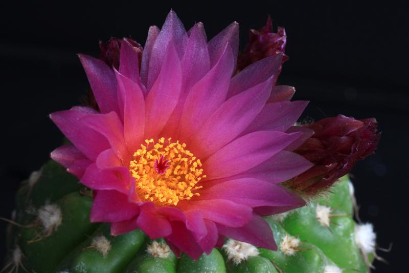 Notocactus uebelmannianus 