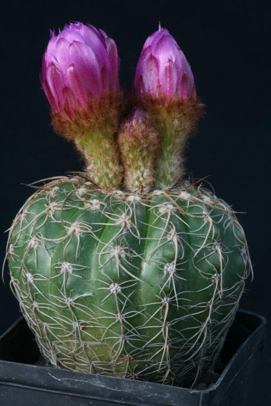 Notocactus uebelmannianus 