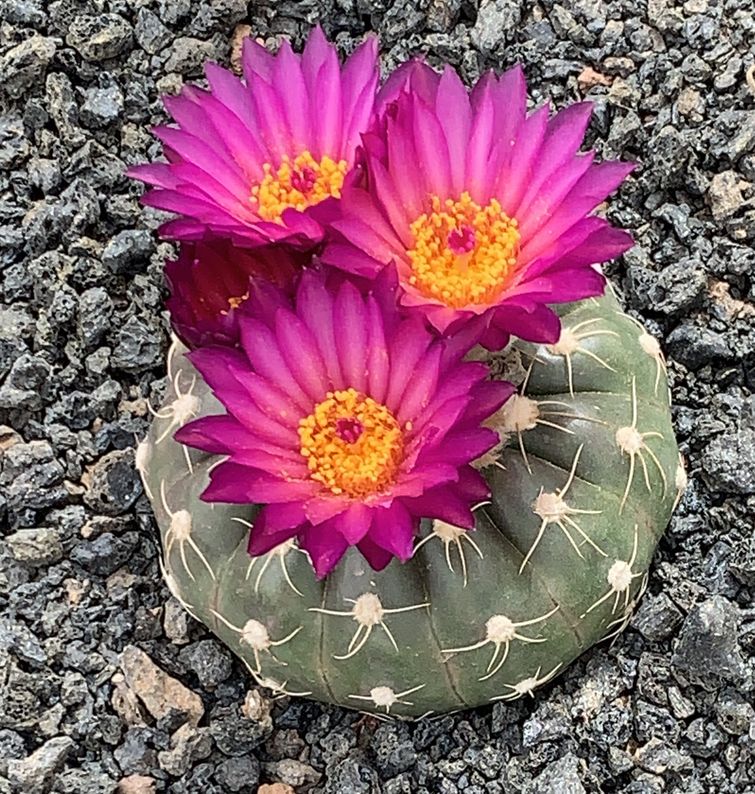 Notocactus uebelmannianus 