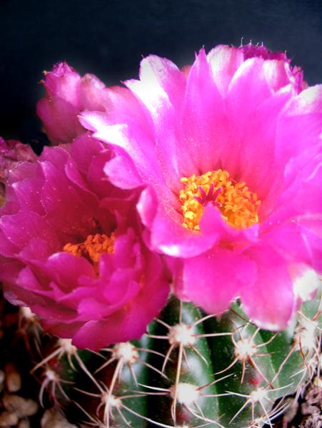 Notocactus uebelmannianus 