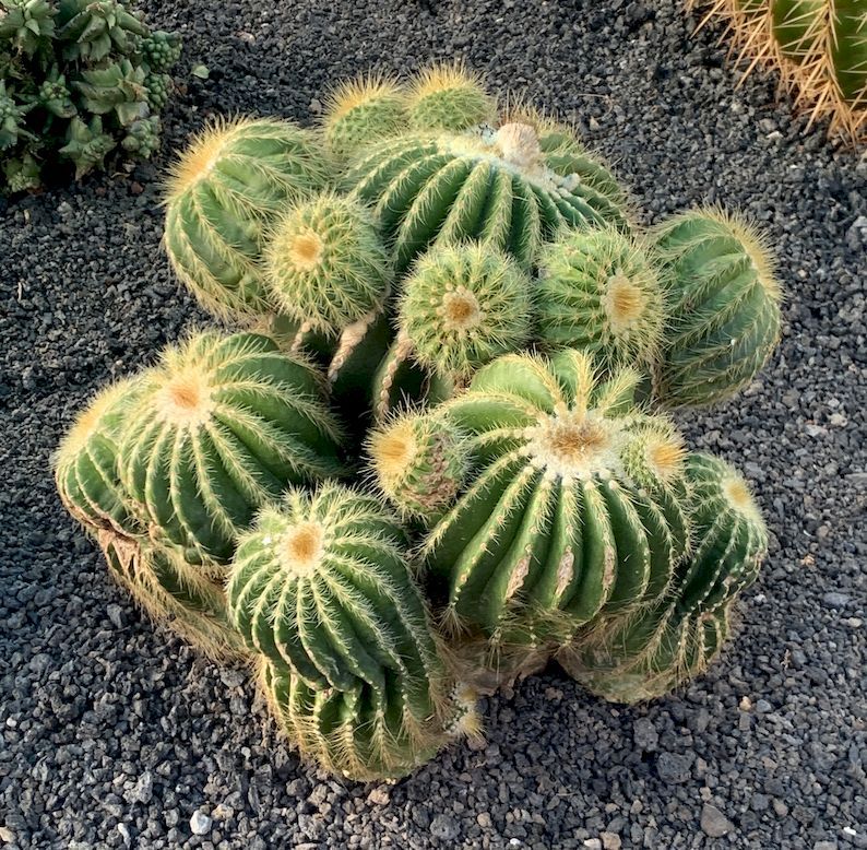 Notocactus warasii 