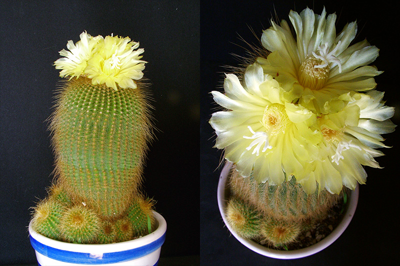 Notocactus leninghausii 