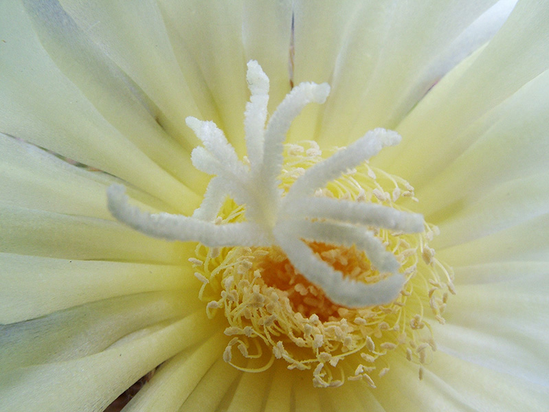 Notocactus leninghausii 