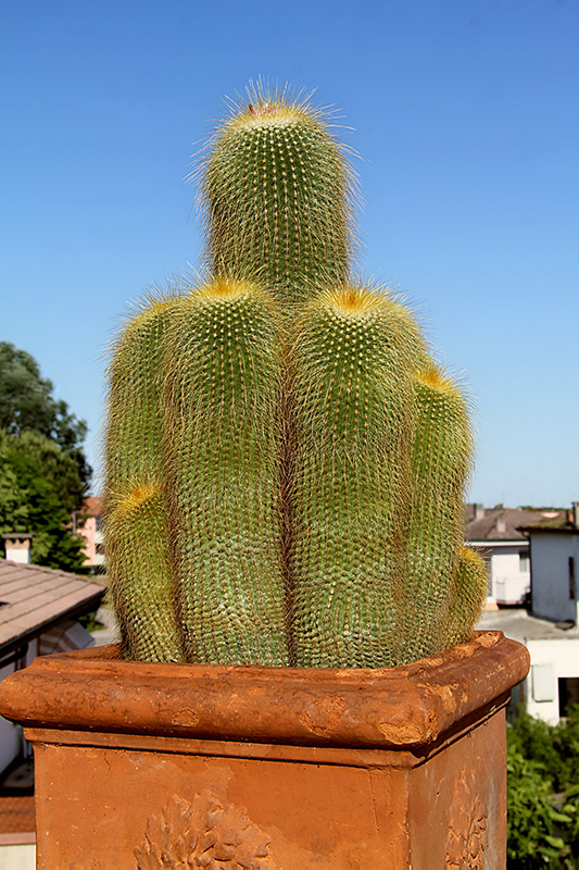 Notocactus leninghausii 