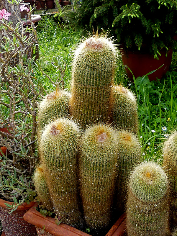 Notocactus leninghausii 