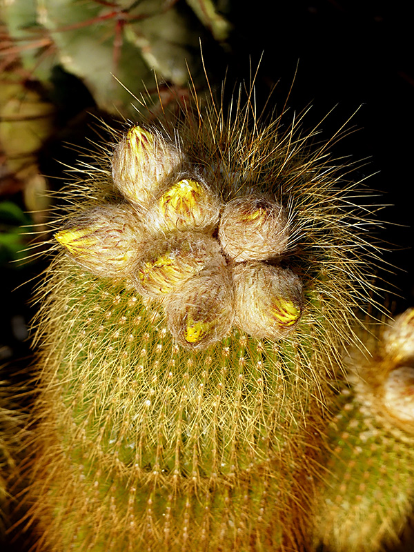 Notocactus leninghausii 