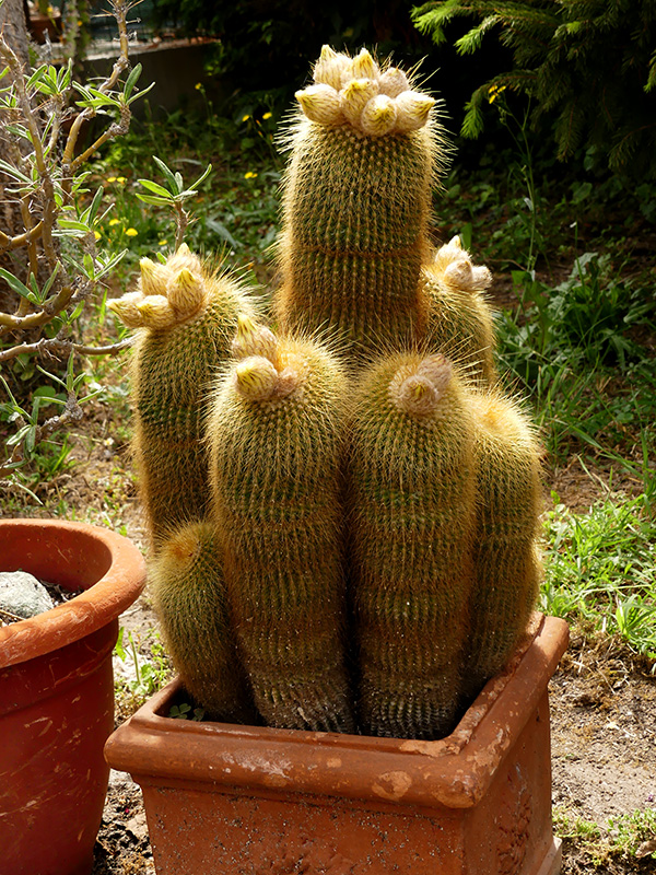 Notocactus leninghausii 