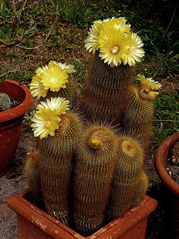 Notocactus leninghausii 