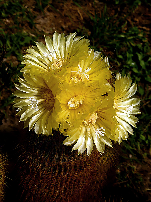 Notocactus leninghausii 