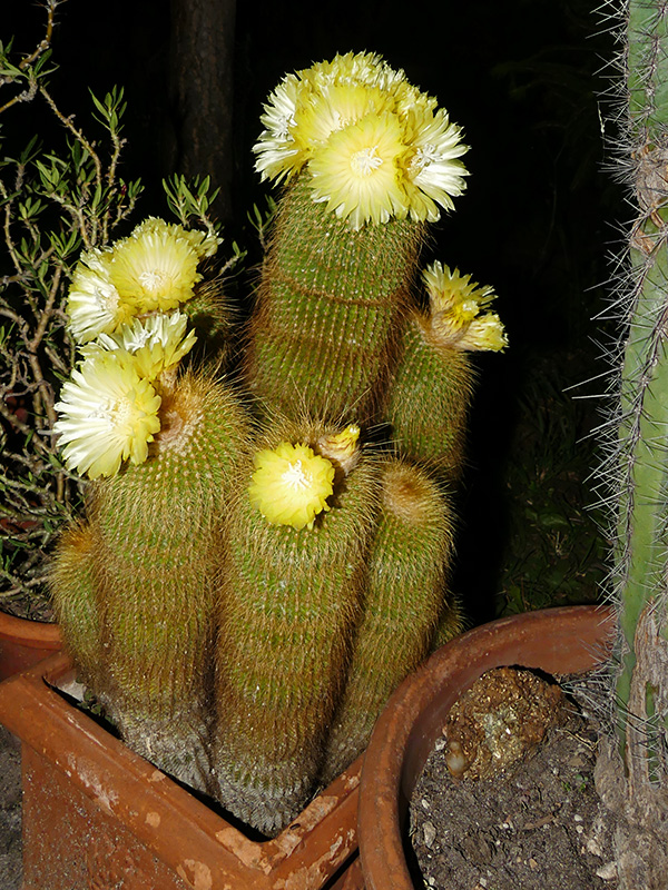 notocactus leninghausii