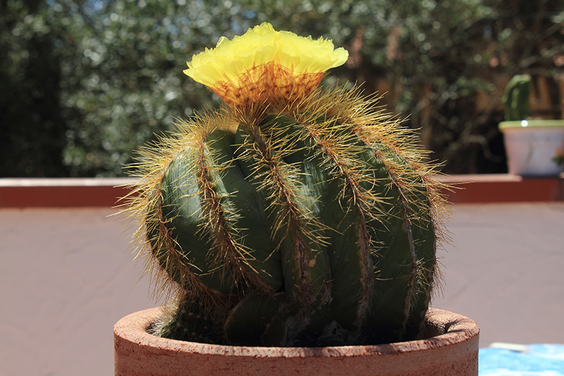 Notocactus magnificus 