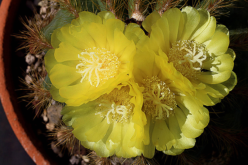 Notocactus magnificus 