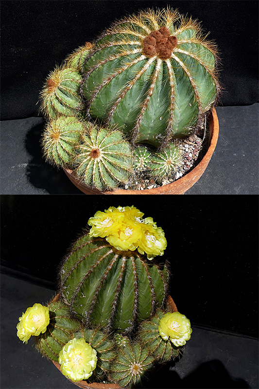 Notocactus magnificus 