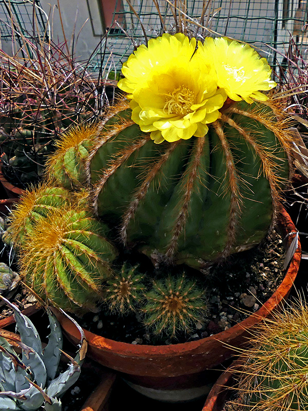 Notocactus magnificus 