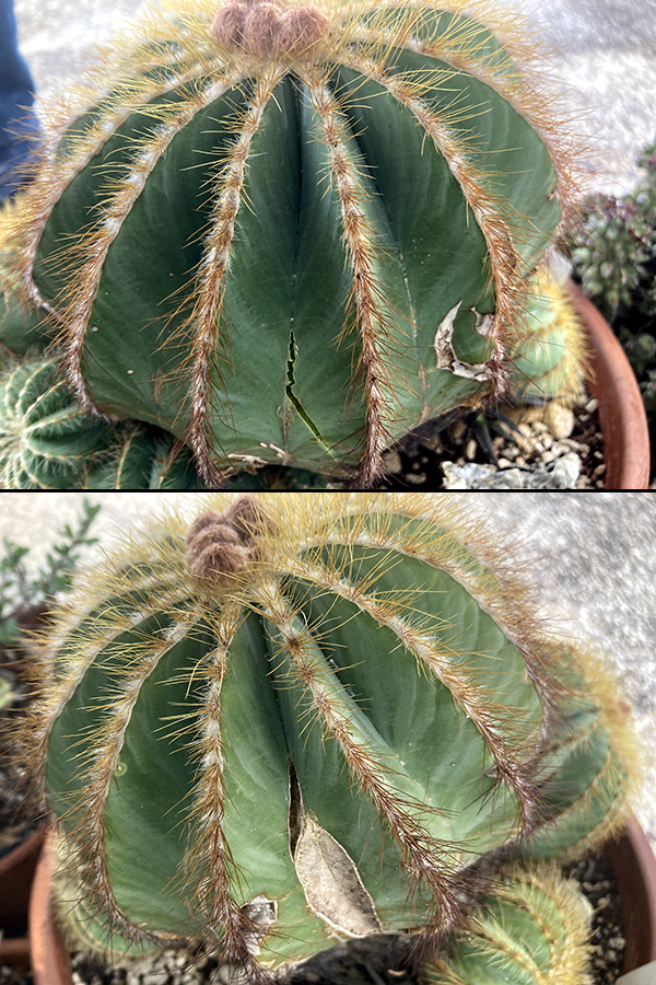 Notocactus magnificus 
