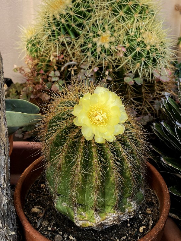 Notocactus warasii 