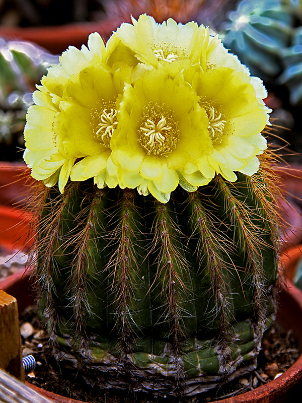 Notocactus warasii 