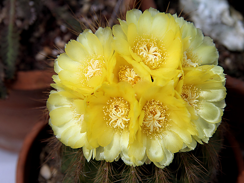 Notocactus warasii 