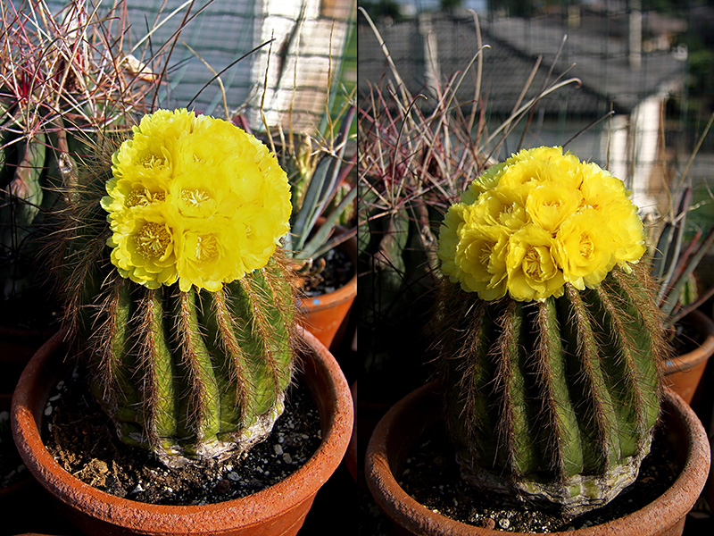 Notocactus warasii 