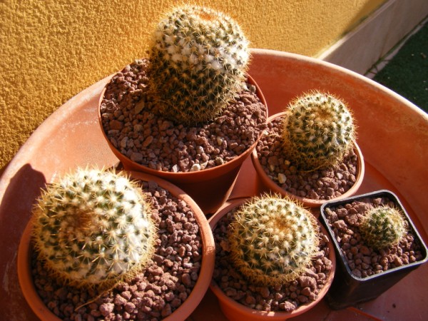 Mammillaria columbiana ssp. yucatanensis 