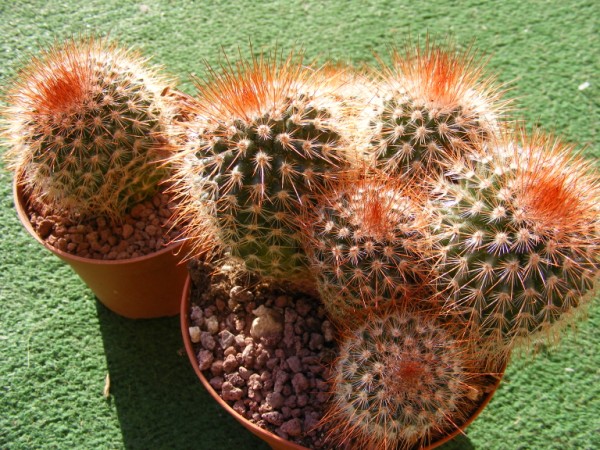 Mammillaria Spinosissima v. rubispina 