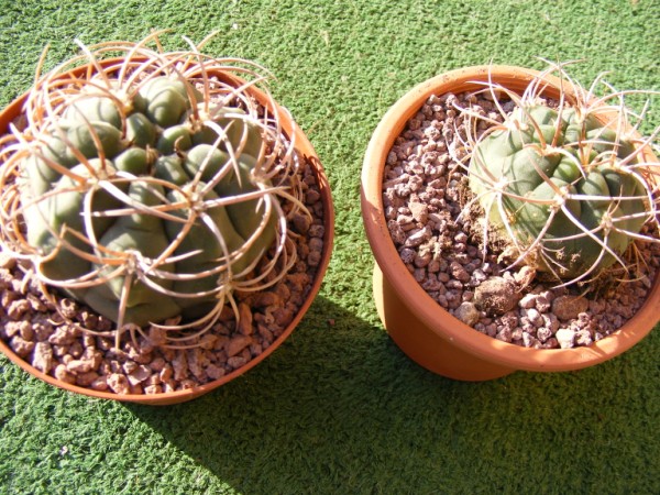 Gymnocalycium Castellanosii 