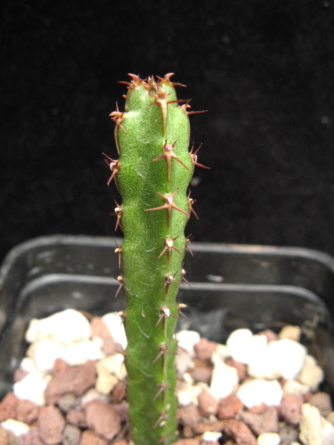 euphorbia nubigena