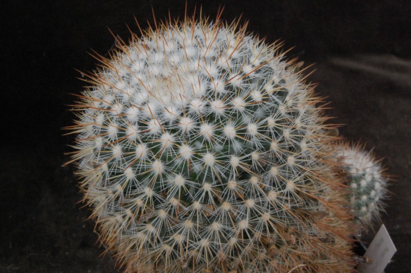 Mammillaria nunezii 