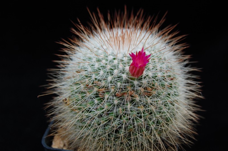 Mammillaria nunezii ssp. bella 