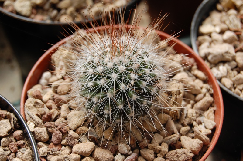 Mammillaria nunezii ssp. bella ROG 290