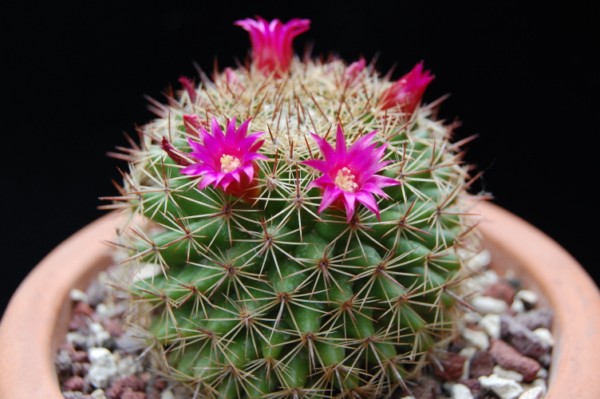 Mammillaria nunezii 