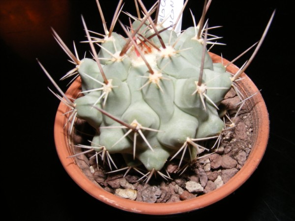 Thelocactus rinconensis 