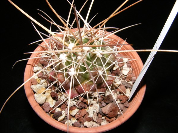 Thelocactus flavus 