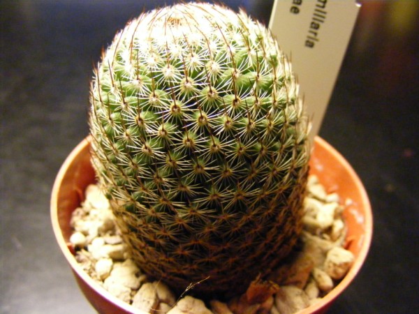 Mammillaria matudae 