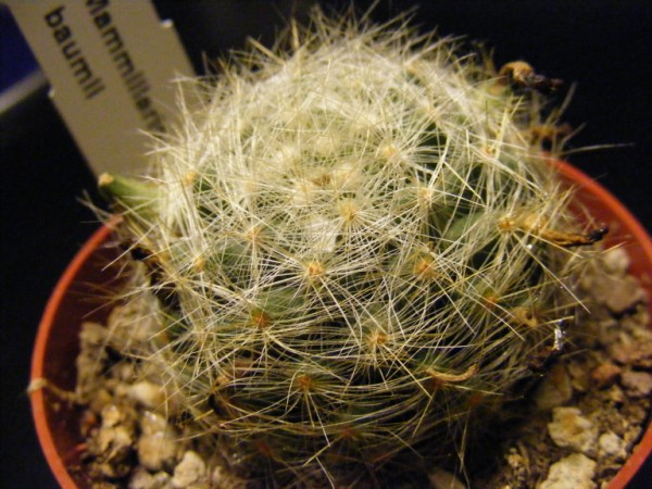 Mammillaria baumii 