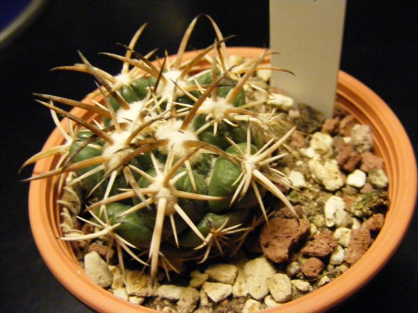 coryphantha asterias