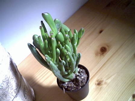 Crassula portulacea gollum 