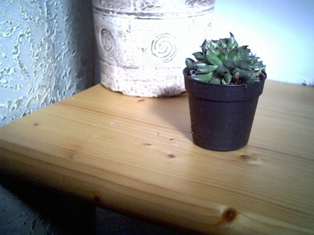 Sempervivum c.v."hoddity" 