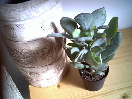 Cotyledon? orbiculata? 
