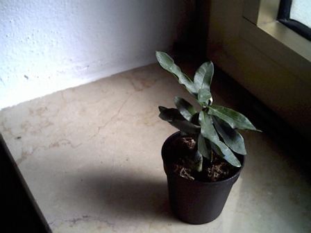 Fockea edulis 