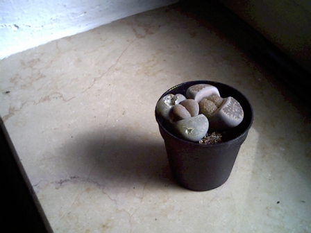 Lithops ? 