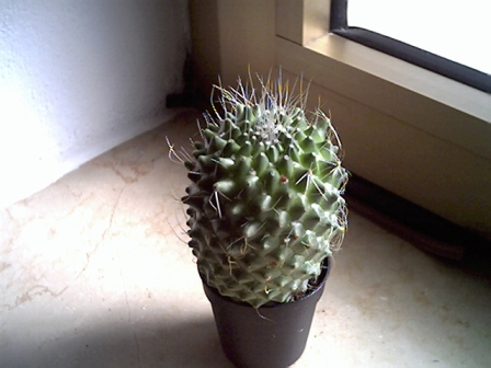 Mammillaria spinosissima v. un pico 